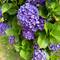 If i could, i would live my life surround by this purple accented by that pink.