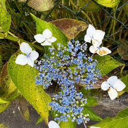 The white flowers surrounded the blue ones like guardian angels.