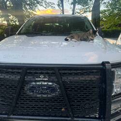 Bei meiner Unterkunft ließ es sich die Hauskatze gutgehen