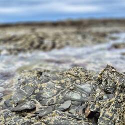 Ebbe und natürliche Muschelbänke