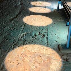 Spuren des cf. Tyrannosauropus