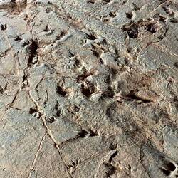 Viele kleine Skartpotus Australis