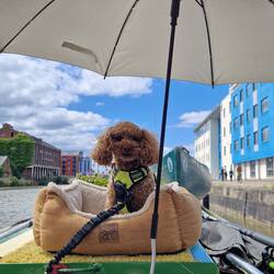 Tiger appreciating the new 'sunbrella' from the Go Outdoors closing down sale.