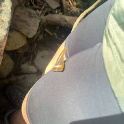 So viele Schmetterlinge