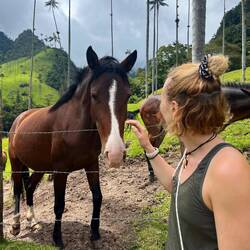 Die Pferde waren so zahm
