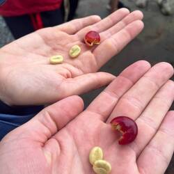 Erstaunlich karamellig süß die Kaffeebohnen