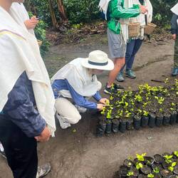 In 2-3 Jahren kann man die ersten Bohnen von meinem Kaffeebaum ernten