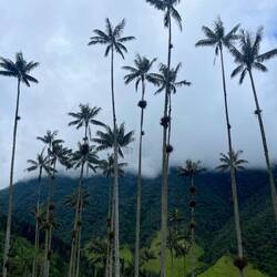 Wachspalmen werden bis zu 60m hoch