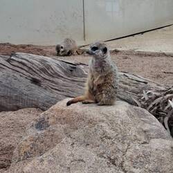 Meercat