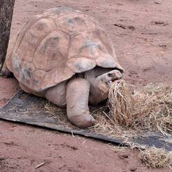 Galapogas tortise - over 1m length!