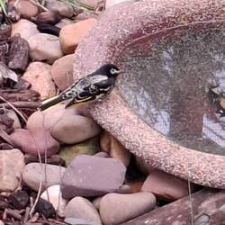 Regent Honeyeater