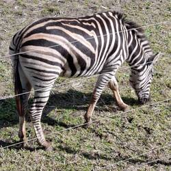 Zebras have brown stripes too!
