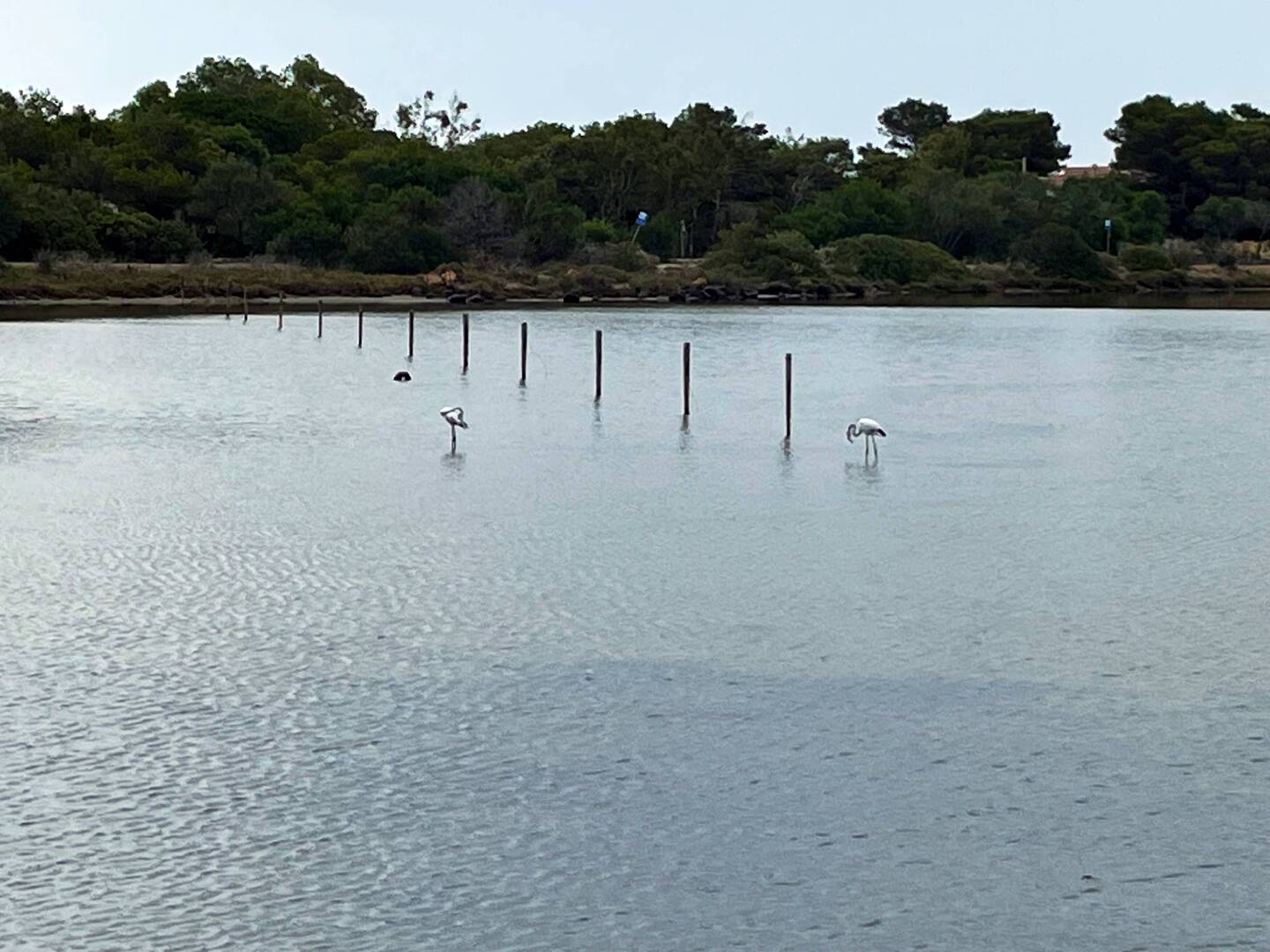 Flamingos