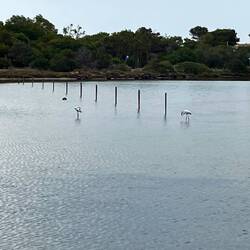 Flamingos
