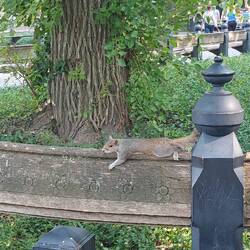 Eichhörnchen am Chillen