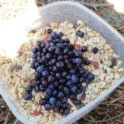 Frisch gesammelte Blaubeeren mit Müsli zum Lunch.