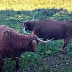 Highlander