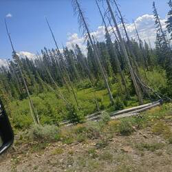 Forêt calcinée par incendies