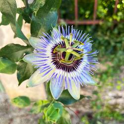 Blaue Passionsblume