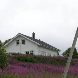 Ik denk wilgenroosjes, je ziet ze hier veel