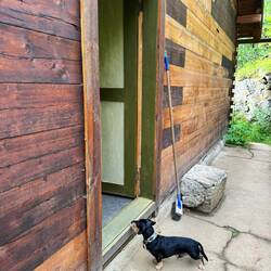 Du kleiner neugieriger Dackel musst leider draußen warten