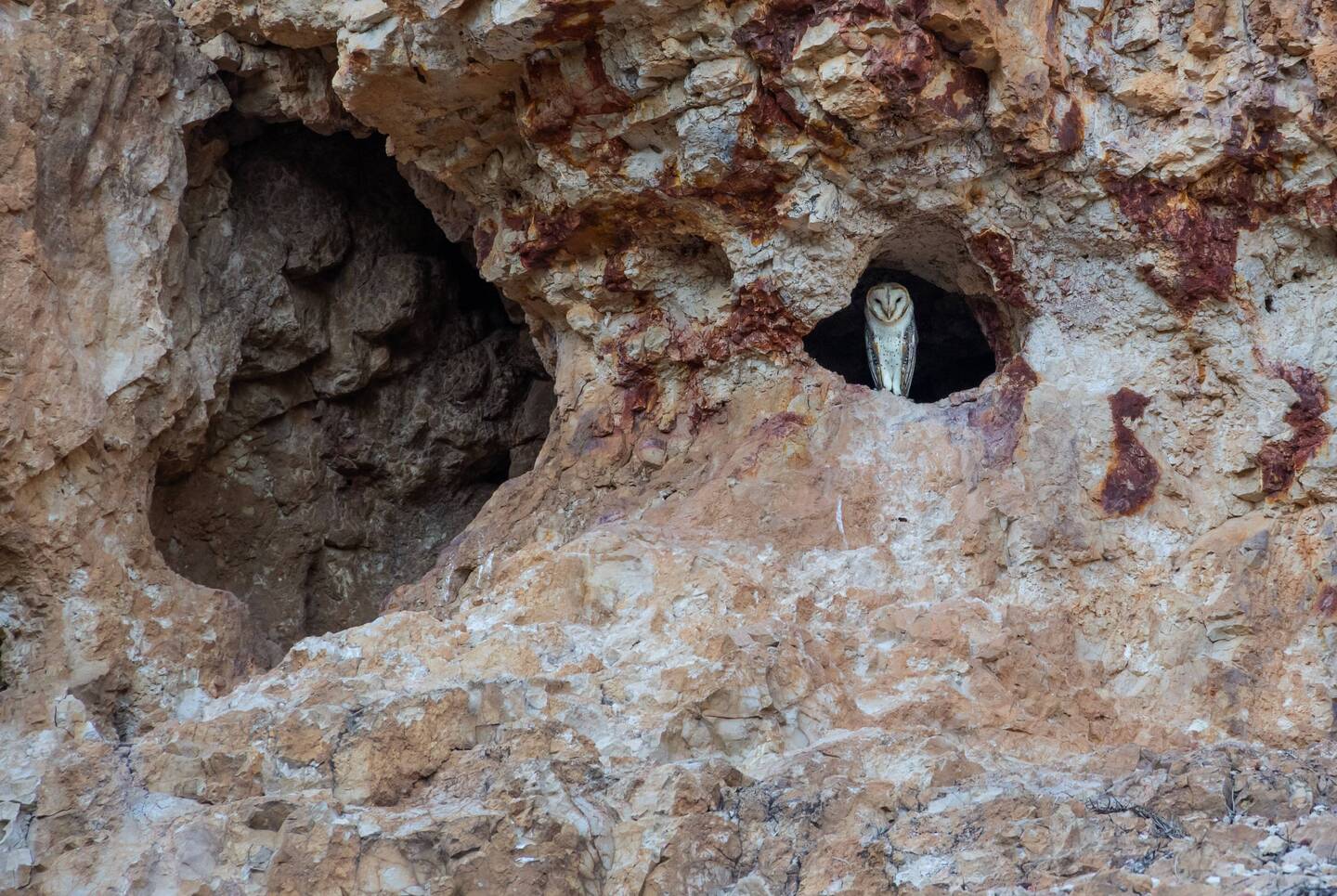 Eastern Barn Owl
