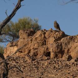 Brown Falcon