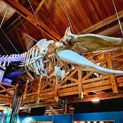 Sperm whale skeleton that washed ashore in the 1960's at the Maritime Mueseum