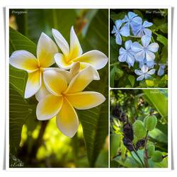Company's Garden — Cape Town, SA.