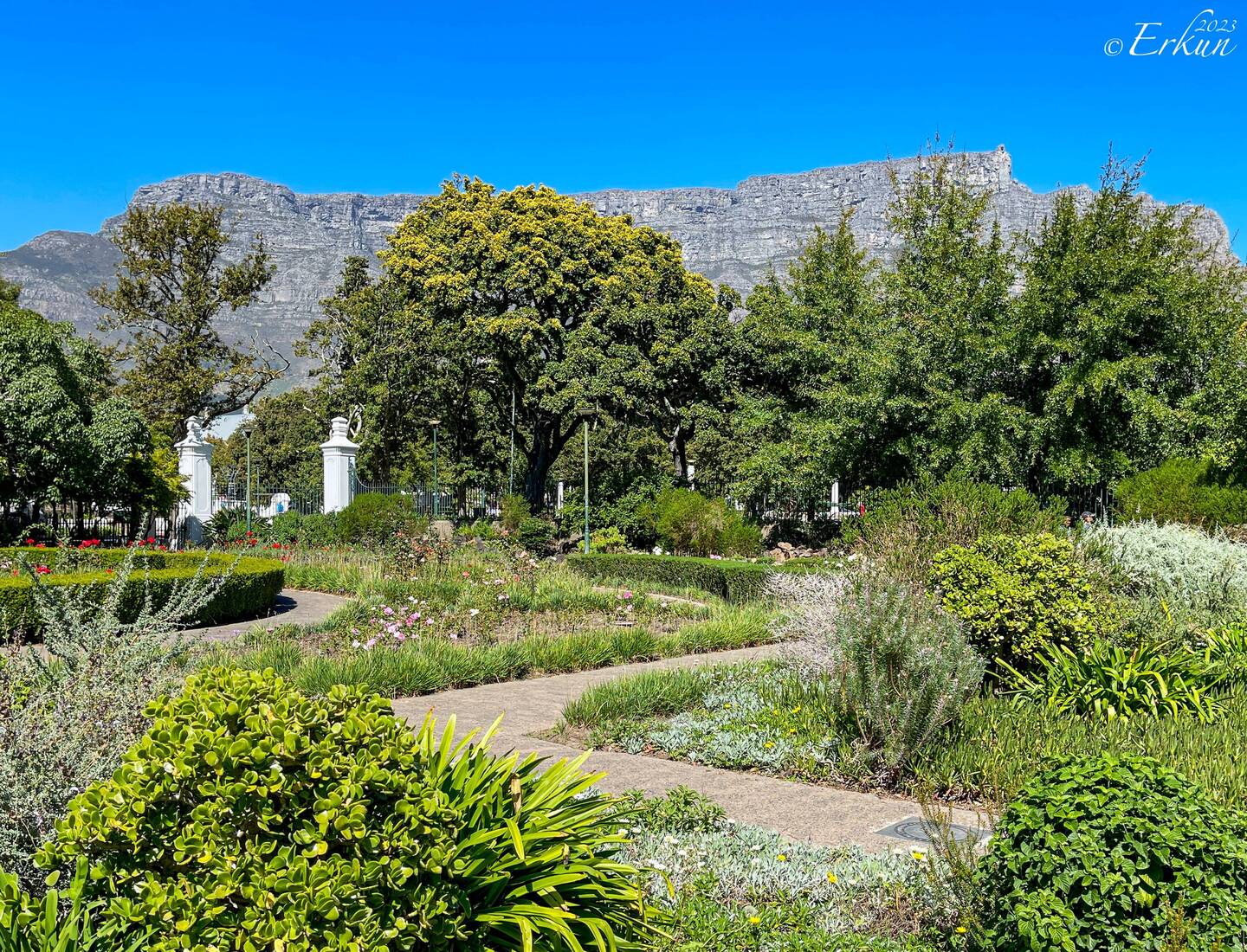Company's Garden ... with Table Mountain in the background — Cape Town, SA.