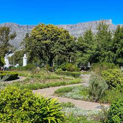 Company's Garden ... with Table Mountain in the background — Cape Town, SA.