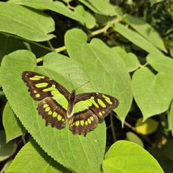 Camouflaged Butterfly