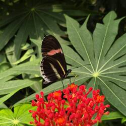So many Butterflies