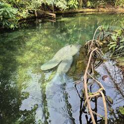 The Manatees
