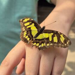 It landed on my hand!