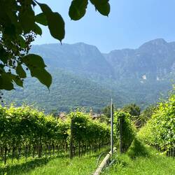 und überall Räbe🍇wenn nöd sind'sÖpfel