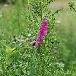 Sumpfgladiole