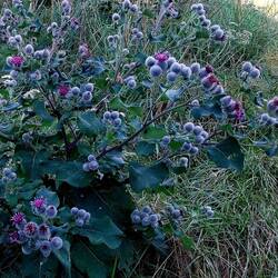 gewöhnliche Kratzdistel