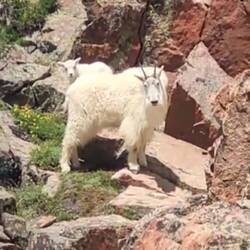 Vail, Grand Traverse, Mountain Goats