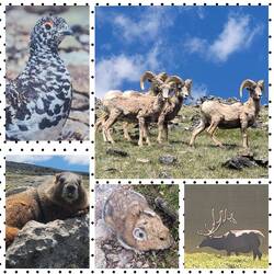 Mount Ida 12'880ft (3926m), Ptarmigans, Bighorn, Marmot, Pika, Elk
