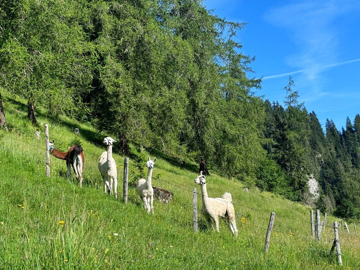 Beim Hinaufkraxeln hatten wir Zuschauer