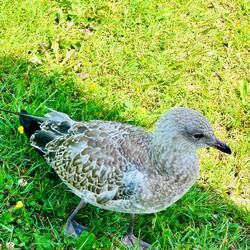 Die Möwen sind sehr zahm