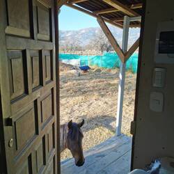 Das Pferd Chamboya schaut, was es bei uns zum Frühstück gibt