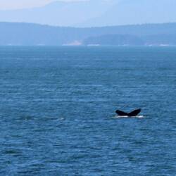 Die erste Walflosse der Reise