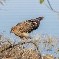 Whistling Kite - Grahams timing was perfect