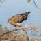 Whistling Kite - Grahams timing was perfect