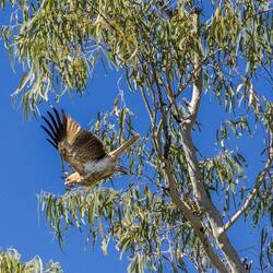 Whistling Kite