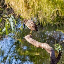 Juvenile Nankeen Night-Heron