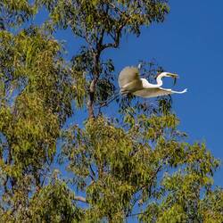 Egret with a fish
