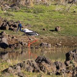Black-necked Stork